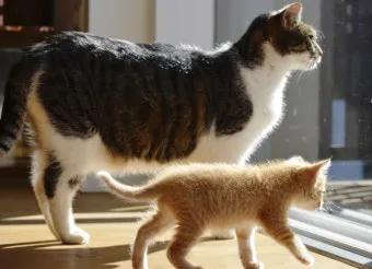 고양이 합사 방법 실패 스트레스 서열_33