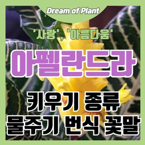 아펠란드라 키우기 썸네일 이미지