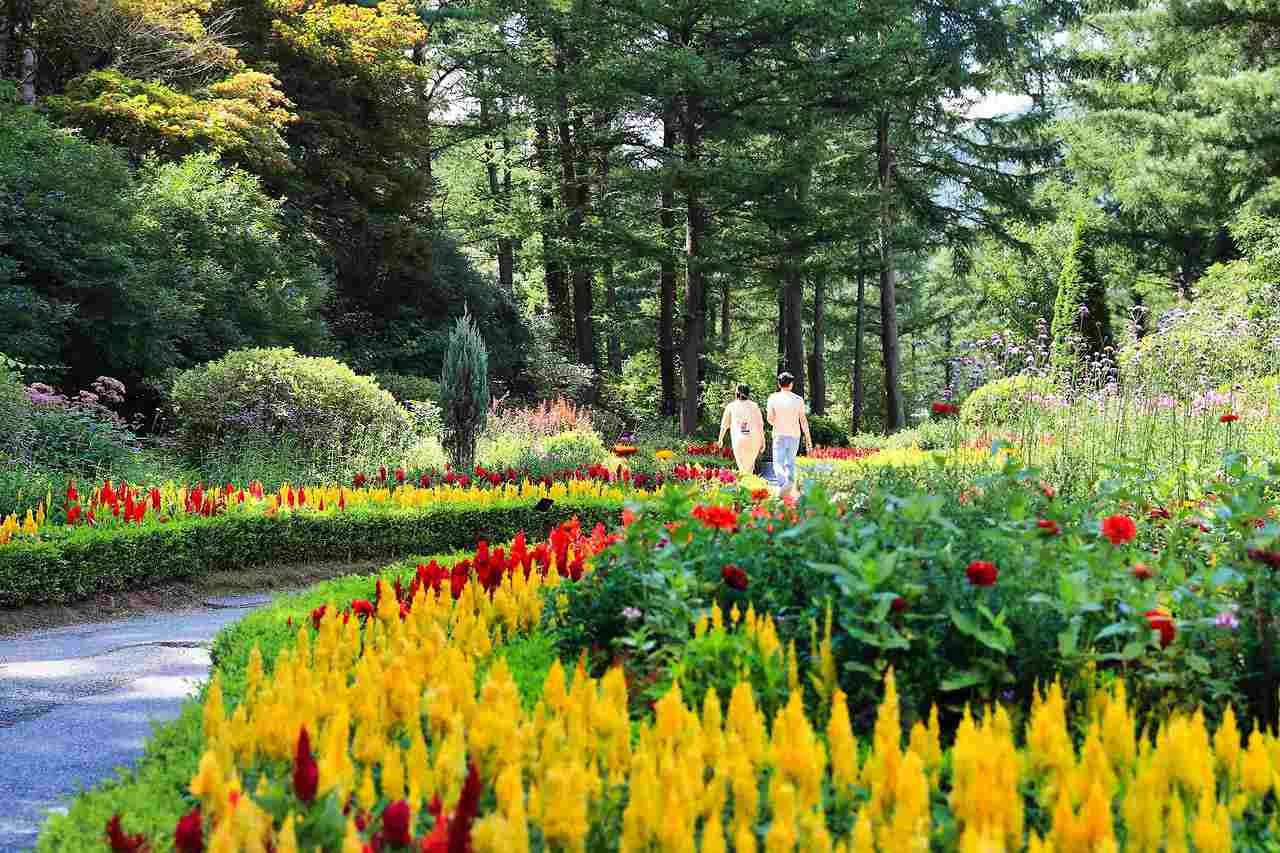 2025 아침고요수목원 수국전시회 개막! 관람 포인트 총정리 (5.31~6.22)