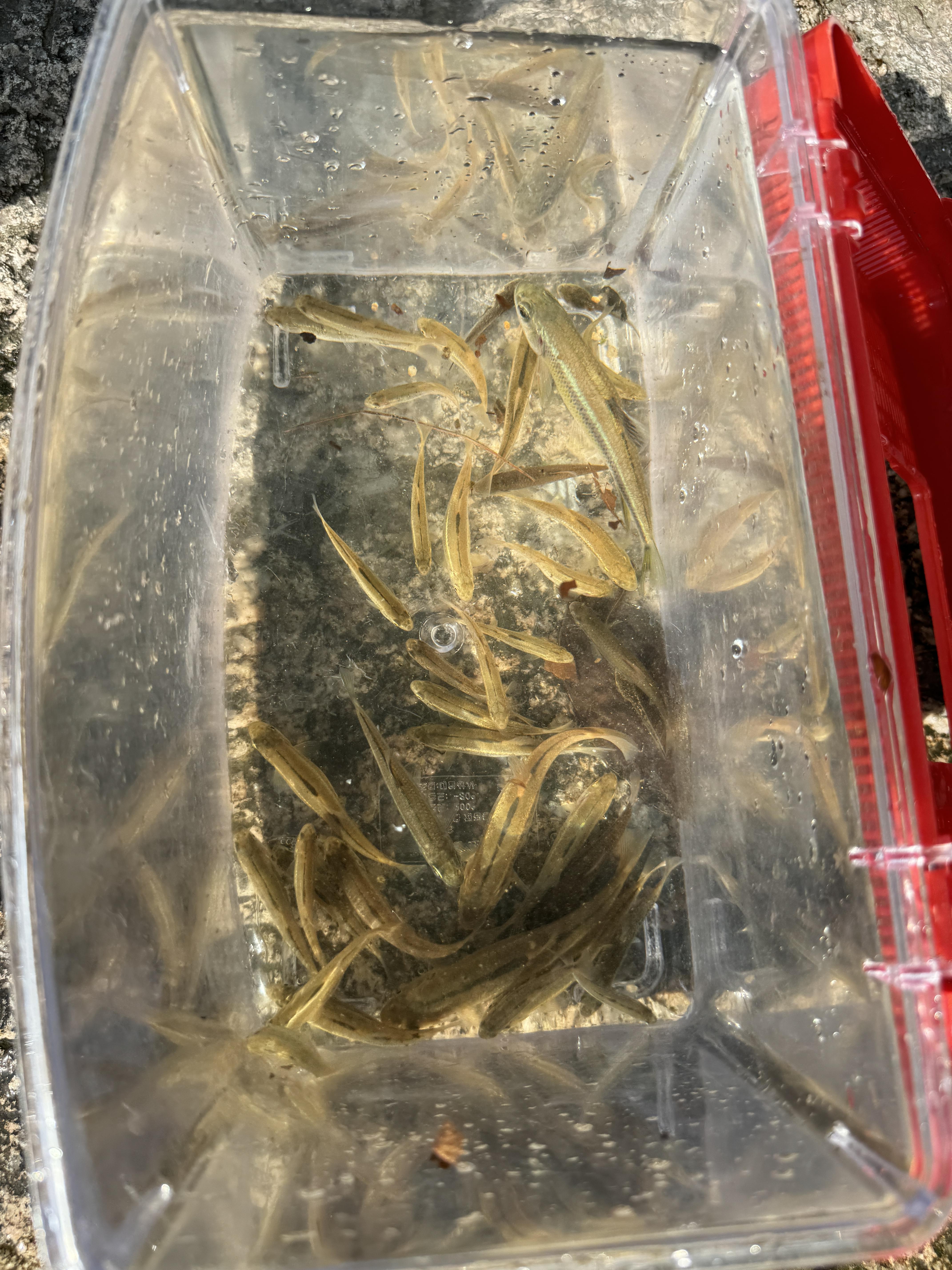 무수골계곡에서-살고있는-물고기들