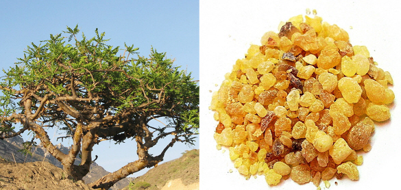 유향나무추출물