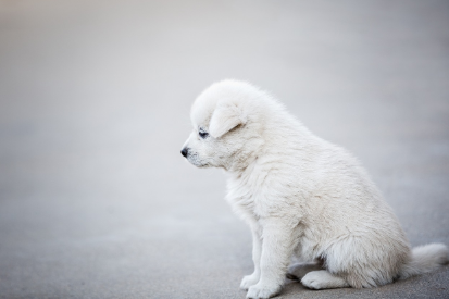 조용히 앉아 있는 어린 흰색 강아지, 건강 문제나 스트레스로 인해 혼자 있는 모습