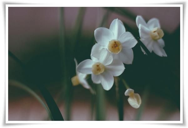 "수선화" 봄의 향기를 담은 마음을 따뜻하게 해 주는 봄의 전령사!