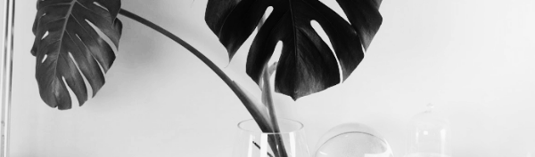 몬스테라 키우기: 몬스테라 수경재배