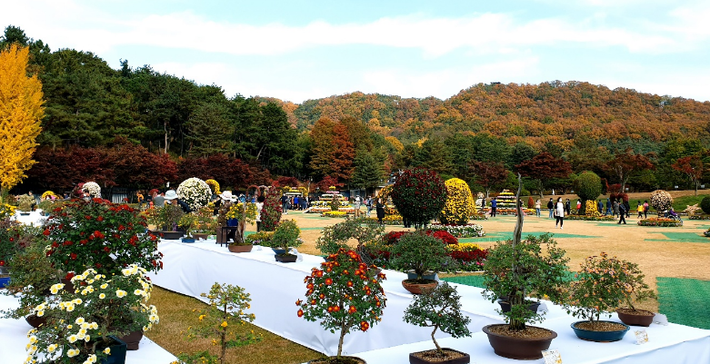 청남대 국화꽃 축제