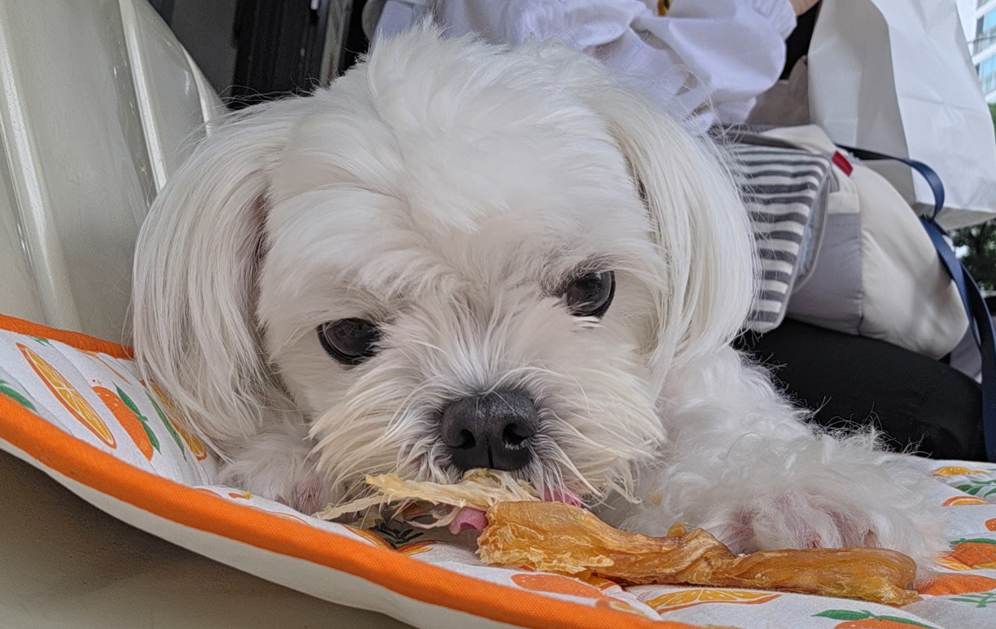 카페에서 라떼의 간식 먹방