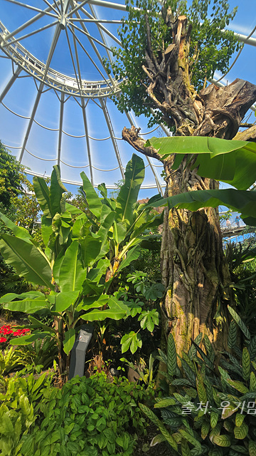 24년 순천만 국가정원 식물원 동문 순천여행