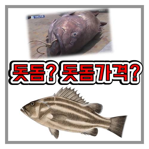 돗돔
