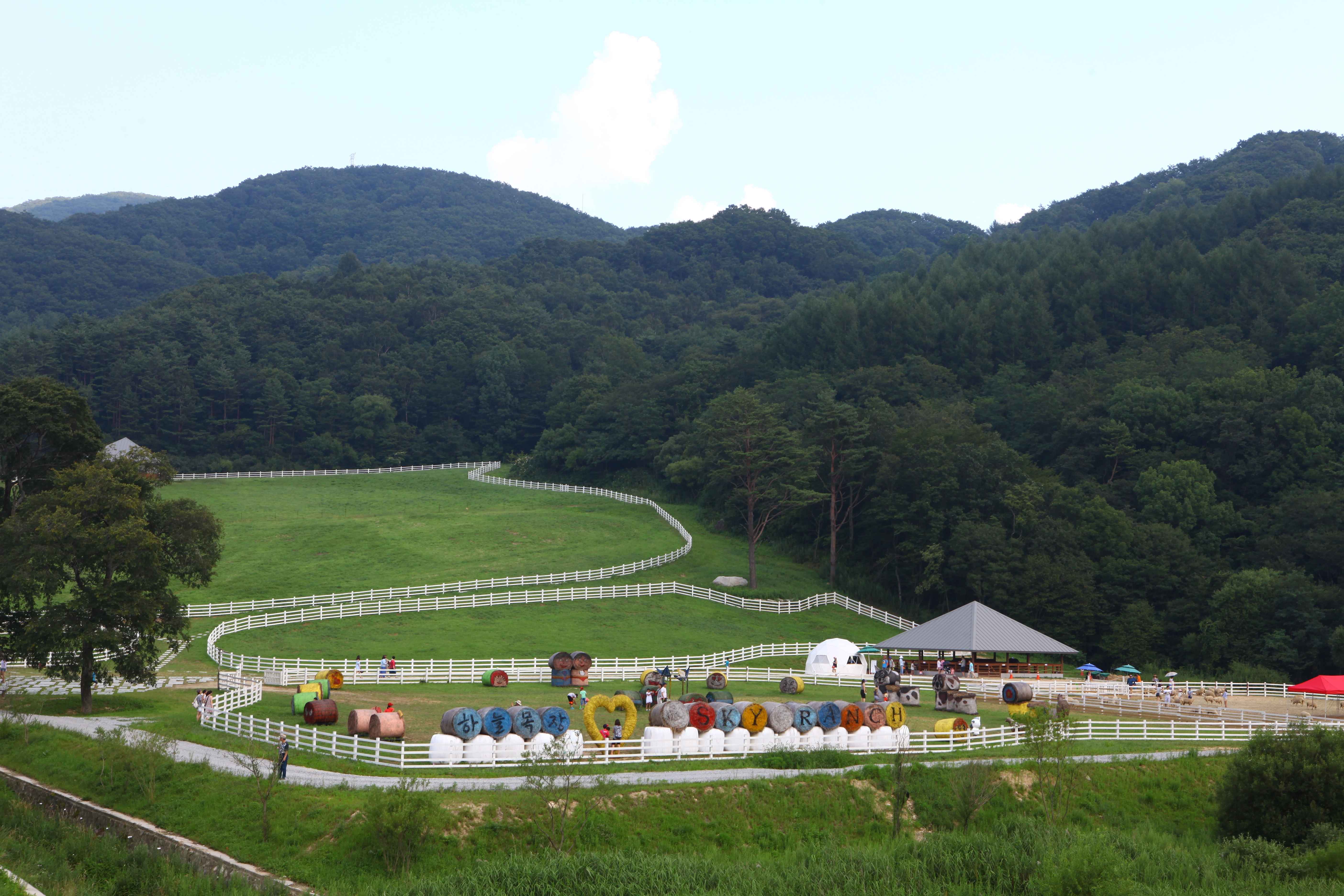 대관령 하늘목장 사진