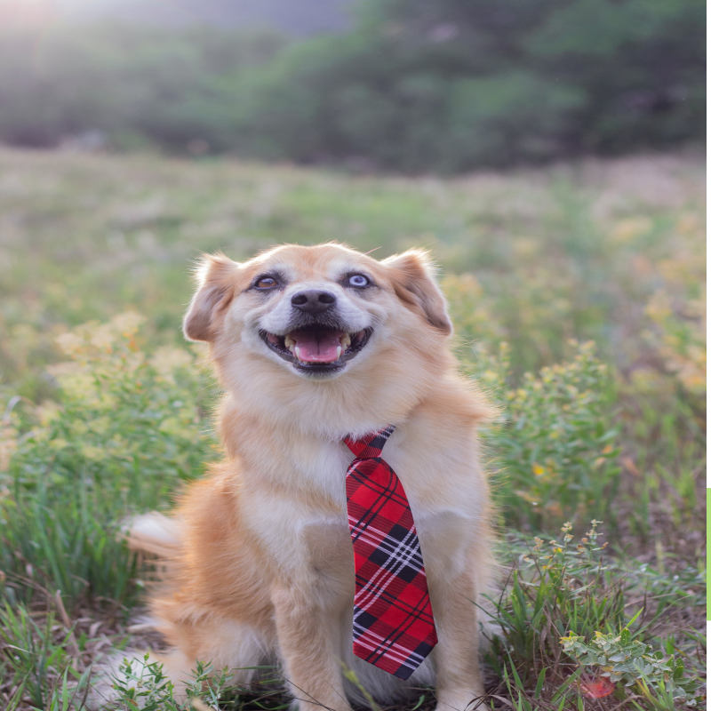 반려견 가을 산책 주의할점 온도차이 민감 주의