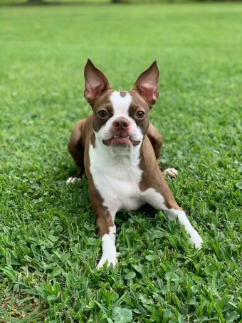 보스턴 테리어 애교만점 강아지 특징_2