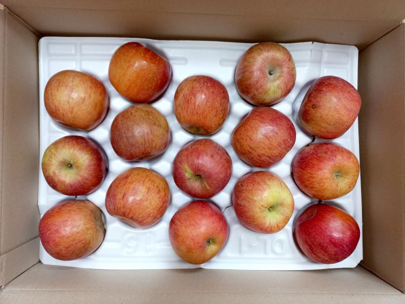 경북영주 못난이 햇사과 한박스 15개