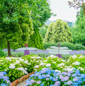 충청권 수국 명소 추천 7곳, 지금 안 가면 손해! 여름 꽃 여행지