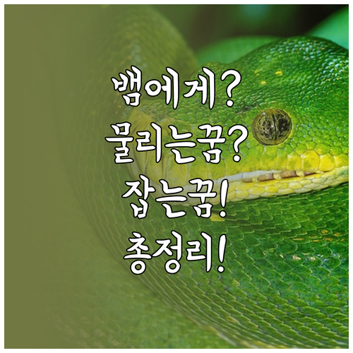뱀에게 물리는 꿈부터 잡는 꿈까지 총..