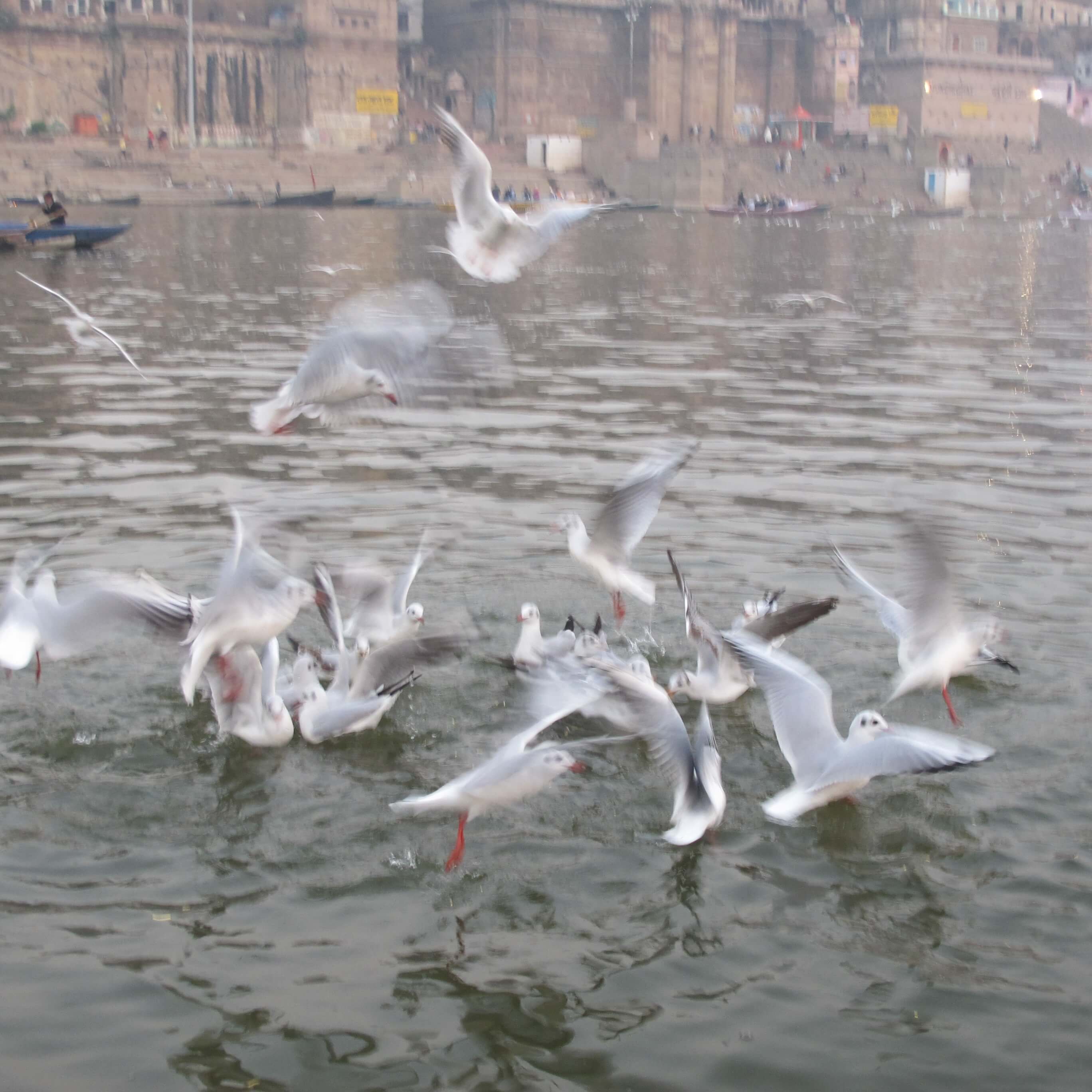갠지스강 위로 수많은 갈매기가 힘차게 날아오르며 물보라를 일으키는 역동적인 장면