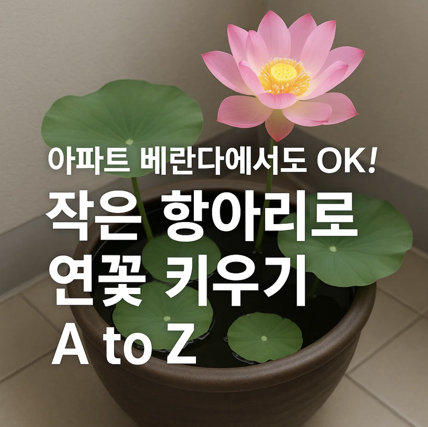 아파트 베란다에서도 OK! 작은 항아리로 연꽃 키우기 A to Z