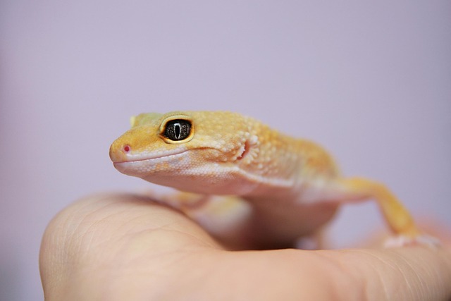 파충류 건강을 위한 필수 난방 정보 총정리