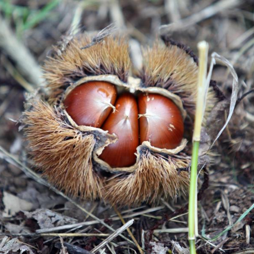 밤, 깐밤, 생밤, 삶은밤 보관하는 방법 ( 밤 벌레 없애는 법 )