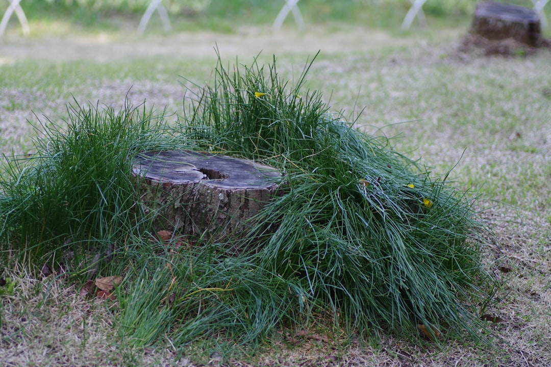 grave maintenance