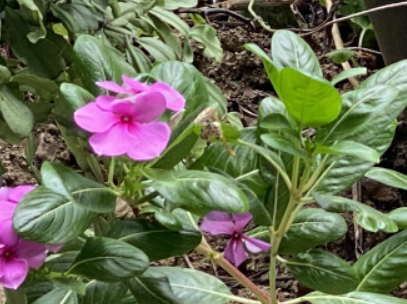 Alt 속성 문제 해결 설명 이미지