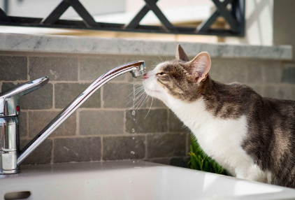 수도와 고양이.