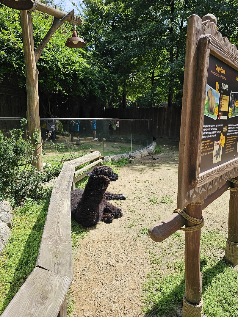 알파카 일어났다