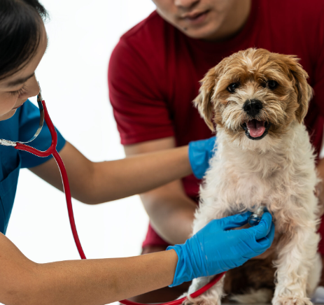 반려동물 응급상황, 골든타임 놓치지 않는 법