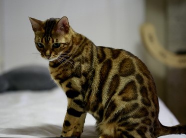 인터넷 전입신고 필요서류