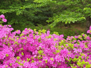 산청 황매산 철쭉축제