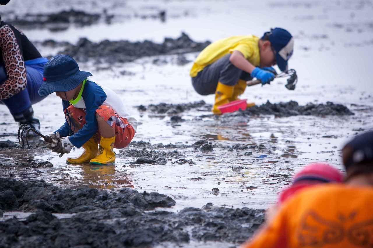 고창 하전 바지락축제 프로그램, 오감 체험, 고창 가볼 곳과 관련한 갯벌 체험 사진