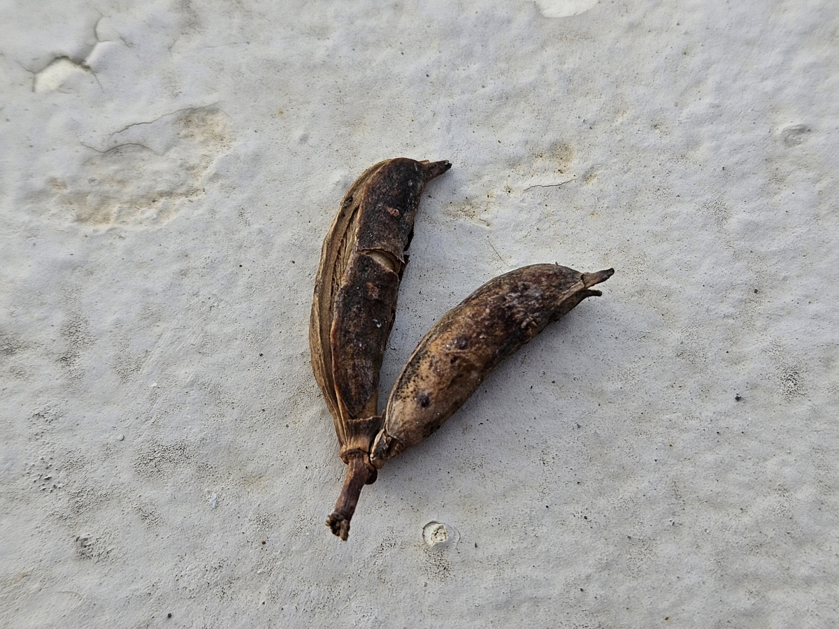 계수나무 열매2