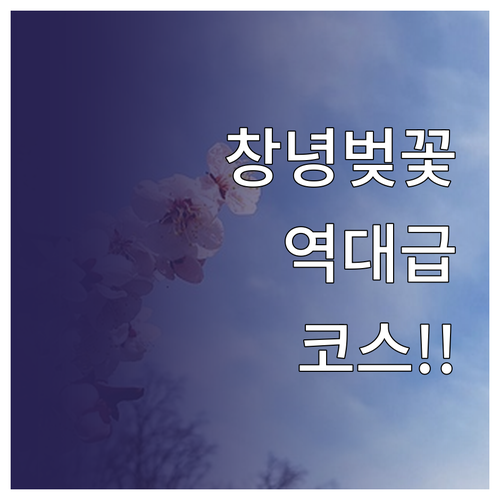 창녕 만옥정 공원과 석빙고 벚꽃 코스..