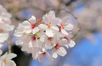 봄 이미지 일러스트 따뜻한 봄 꽃 예쁜 이미지_13