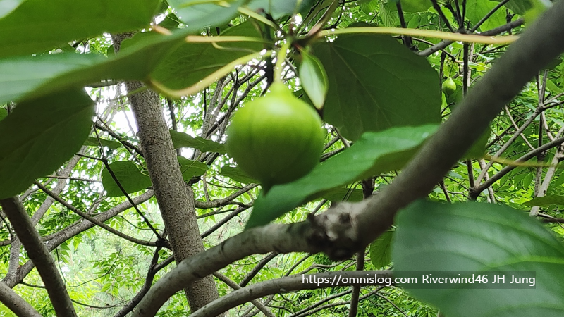유동(油桐)나무 Vernicia fordii