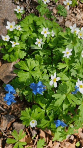 곰배령 예약하기