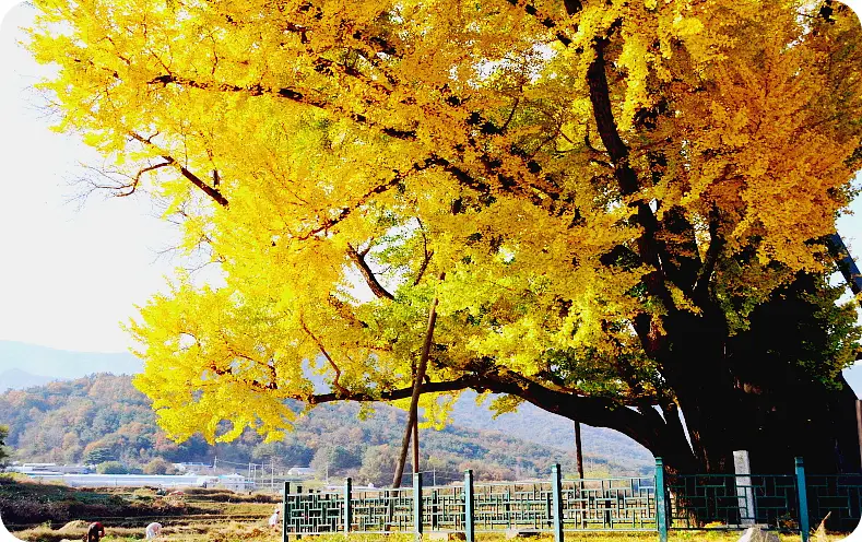 울산의 전통과 현대가 어우러진 거리, 울산 신시가지 탐방