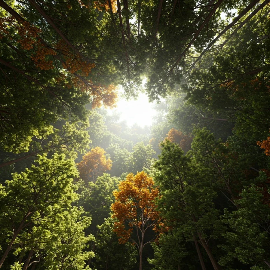 오늘의 주제는 '산림의 탄소 흡수와 기후변화 대응'