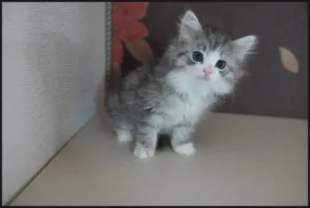 고양이 출산 임박증상 음식 중성화 발정_7