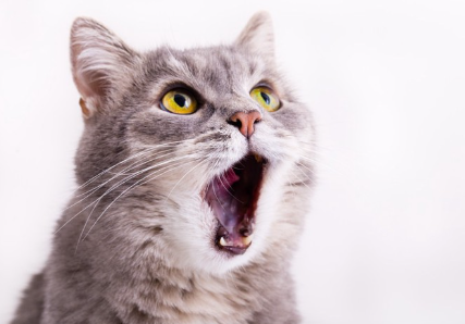 입을 크게 벌리는 회색 고양이.