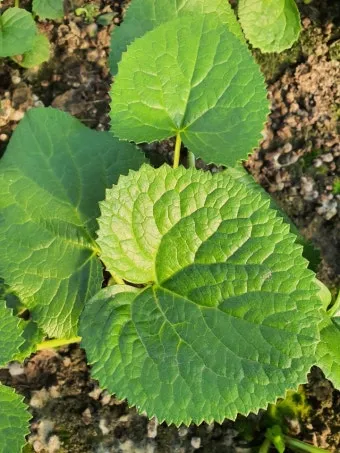 사철나물 재배 상자 텃밭 초보 가능 물 관리_5