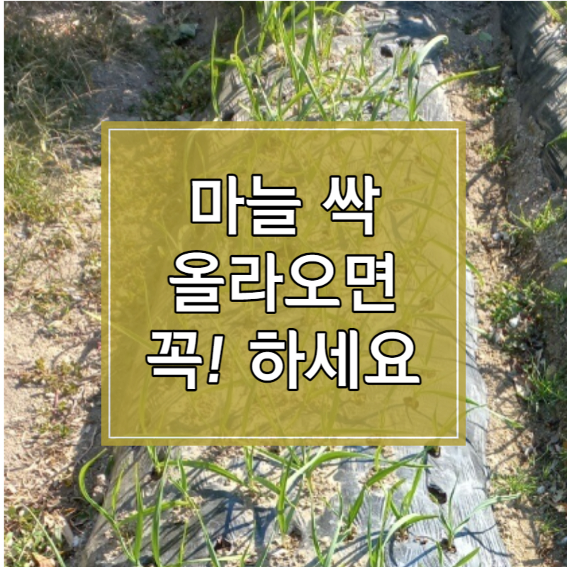 마늘 싹 나오는 시기에 반드시 해야 되는 일 썸네일