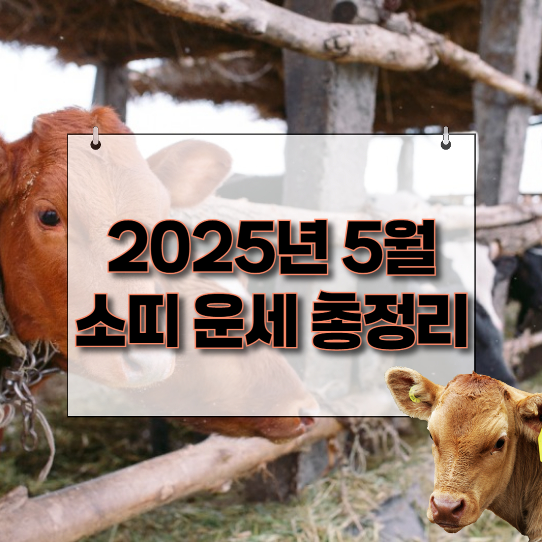 2025년 5월 소띠 운세 총정리 제목을 나타내는 썸네일 이미지