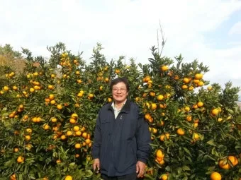 감귤 재배 노지 월동 비가림 하우스 관수 관리_11