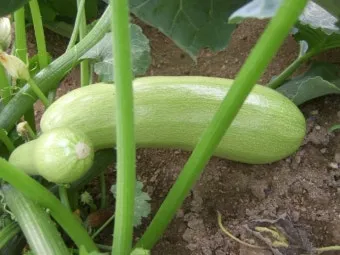 호박 재배 덩굴 유인 암꽃 관리 거름 주기_4