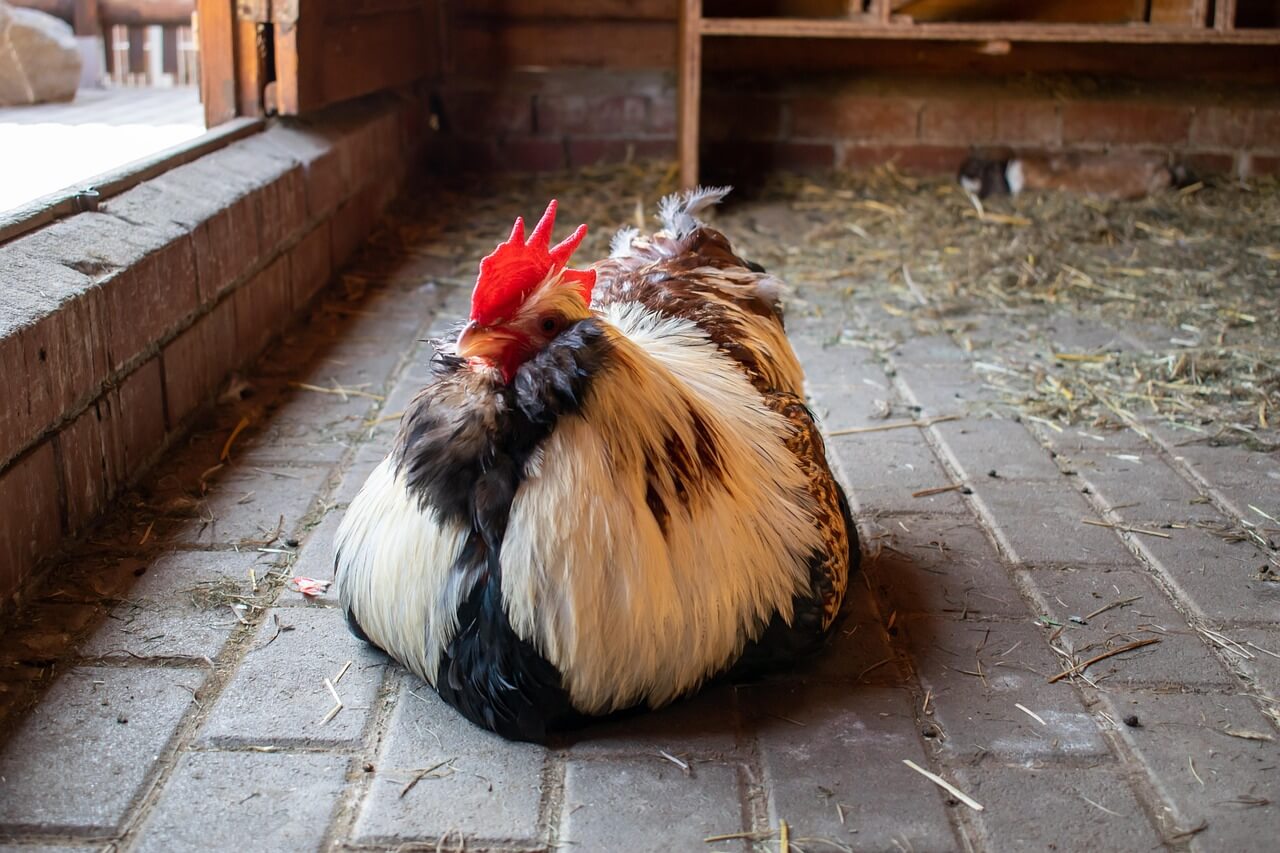 2025년 7월 닭띠(酉띠) 운세