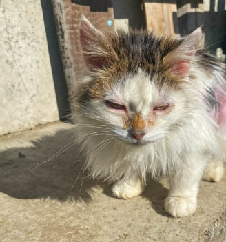 고양이 신부전 증상과 원인 놓치기 쉬운 신호들 총정리