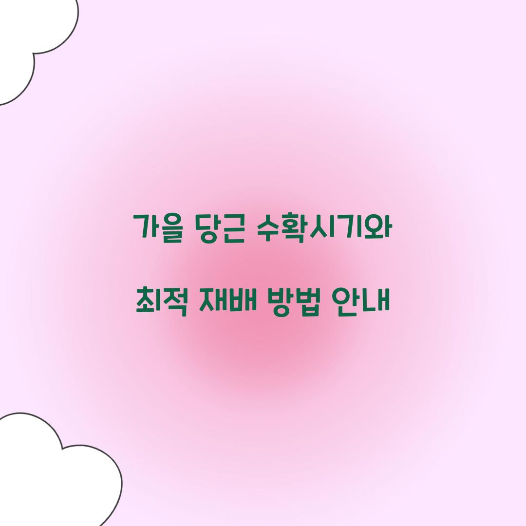 가을 당근 수확시기
