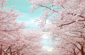 벚꽃축제 지역별 시기 정리