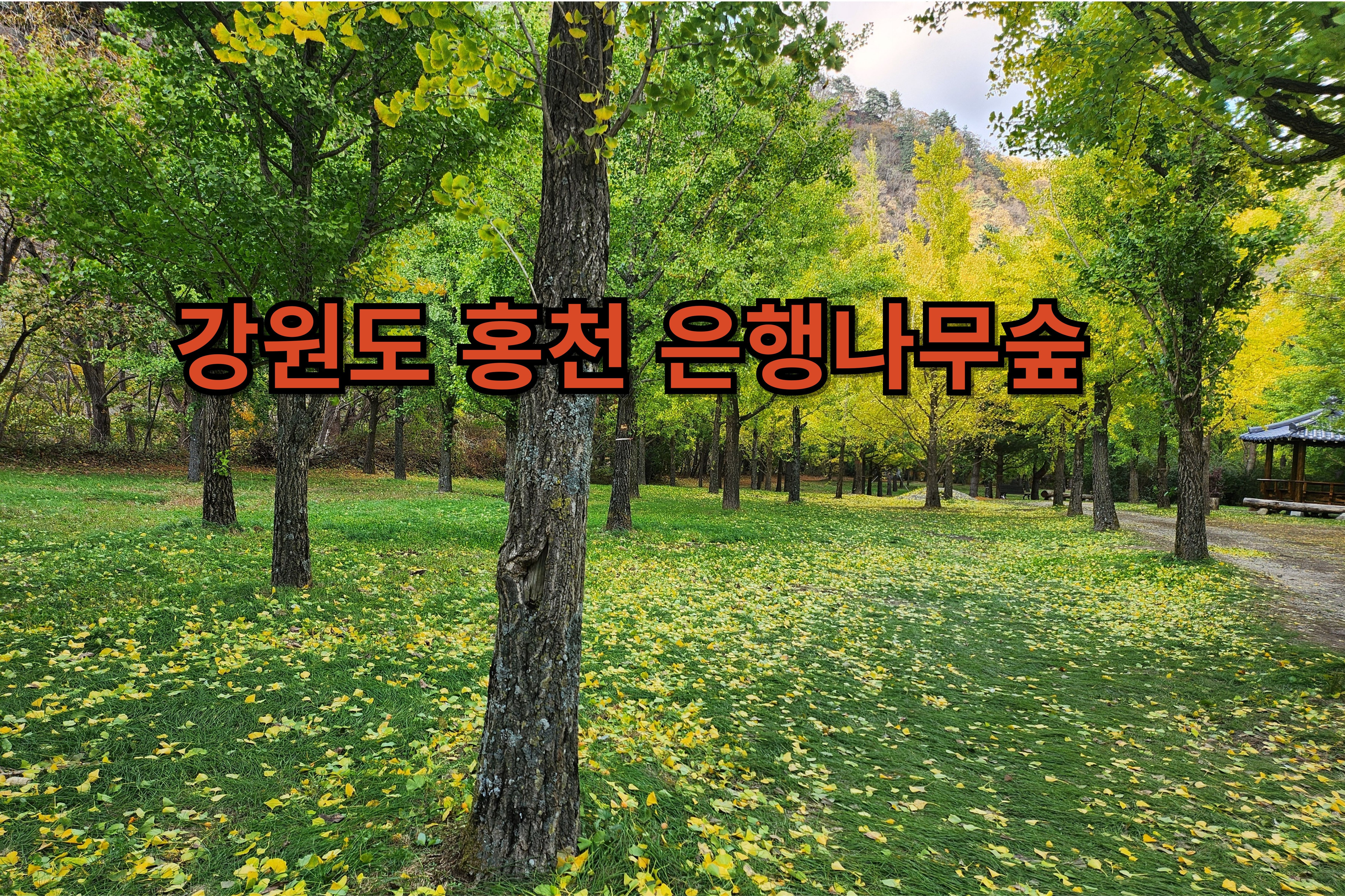 홍천은행나무숲