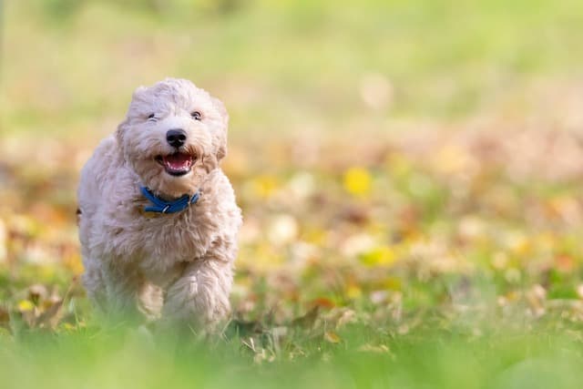 canine atopic dermatitis